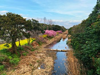 Scenic view of lake amidst trees against sky