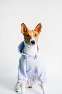 Portrait of dog against white background