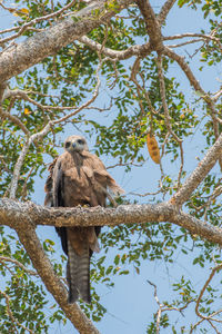 Low angle view of eagle perching on tree