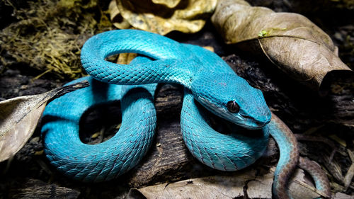 High angle view of a lizard on rock