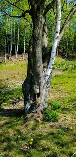 Tree trunk on field