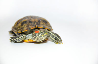 Close-up of turtle on white background