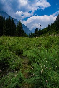 Scenic view of field against sky