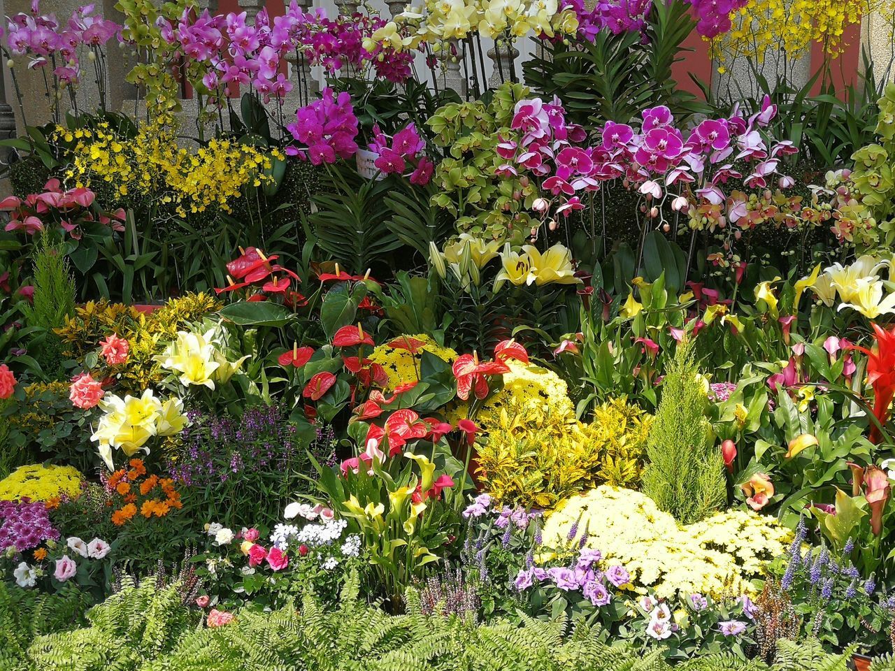 CLOSE-UP OF FLOWERS ON PLANTS