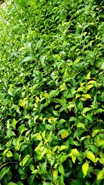 Full frame shot of leaves on field