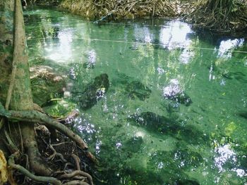 Reflection of trees in lake
