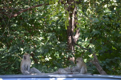 View of two cats sitting on branch