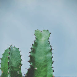 Close-up of succulent plant against sky