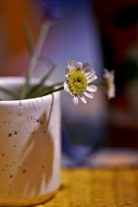 Close-up of white flower on table