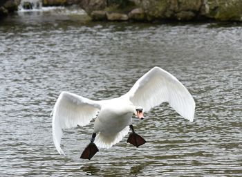 Swan flying over lake
