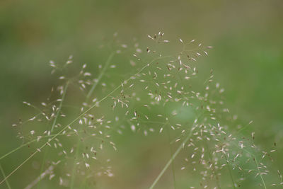 Close-up of plants growing on field