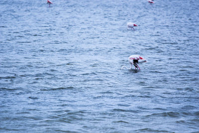 Person swimming in sea