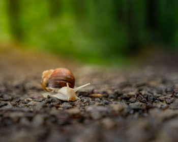 Close-up of snail on land