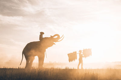 Horse standing on field against sky during sunset