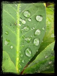 Close-up of water drops on leaf