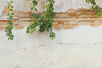 Close-up of ivy on wall