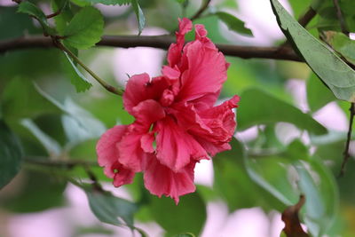Close-up of pink flowering plant