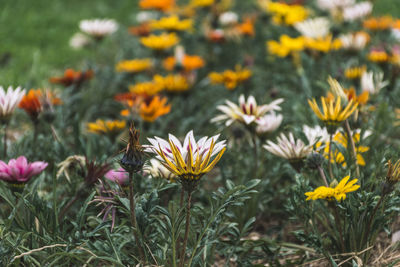 Close-up of yellow flowers growing on field