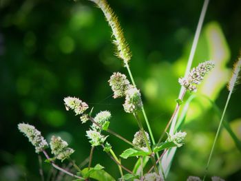 Close-up of flowering plant