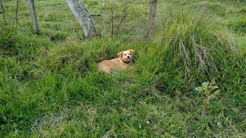 Dog on field