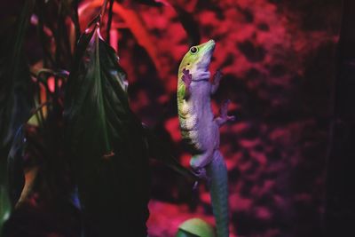 Close up of red flower