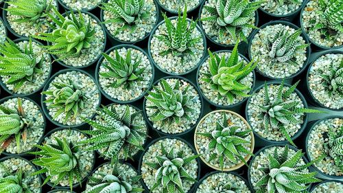 Full frame shot of green leaves