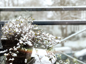 Close-up of snow on plant