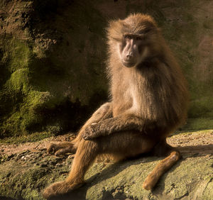 Lion looking away while sitting on rock