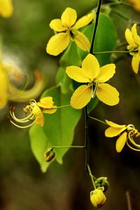 Close-up of yellow flowering plant