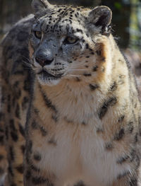 Close-up portrait of lion