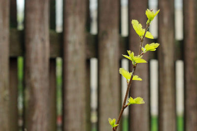 Close-up of yellow flowering plant against fence