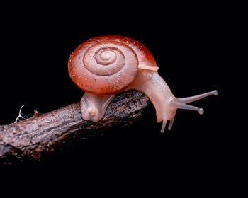 Close-up of snail on black background