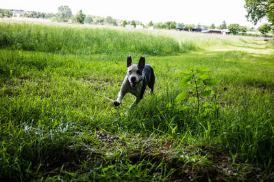 Dog running on grassy field