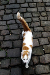 High angle portrait of cat standing on brick wall