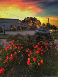 Multi colored flowers against sky during sunset