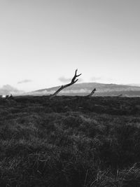 Bird flying over field against sky