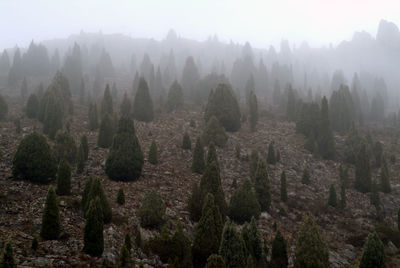 Plants growing on field at mountain during foggy weather