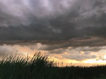 Plants growing on field against sky during sunset