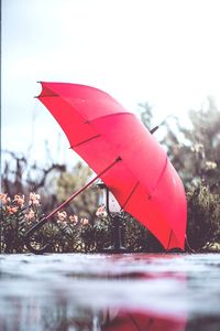 Close-up of wet red tree by lake