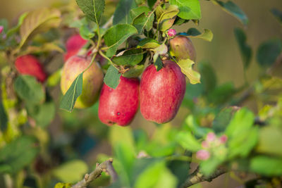 Close-up of red berries growing on tree