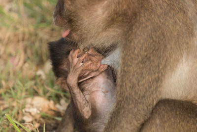 Close-up of long-tailed macaque feeding infant at zoo