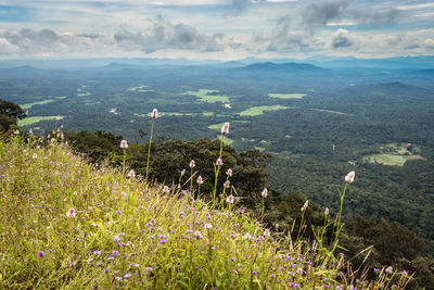 Forests flowers with mountain horizon coverd with cloud layers