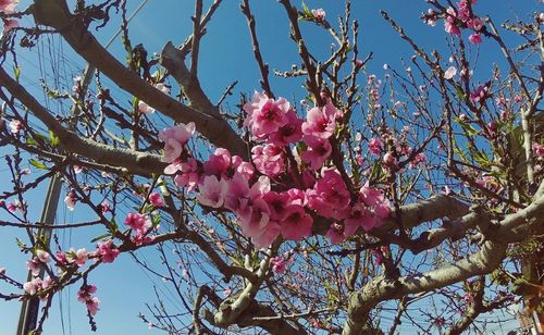 Low angle view of pink cherry blossoms in spring