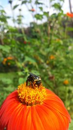 Close-up of bee on orange flower