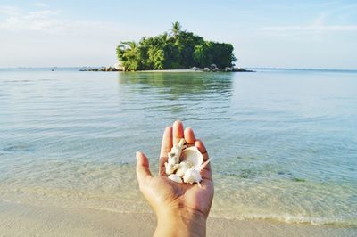 Cropped hand of person holding seashells at beach