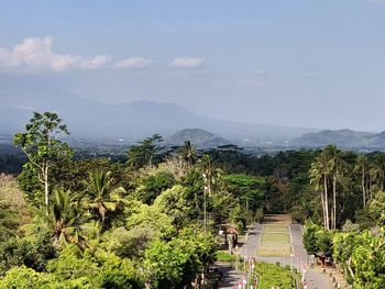 Plants growing on mountain against sky