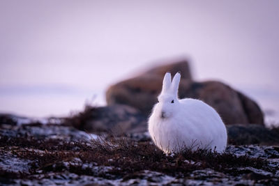 Arctic hare on tundra looks towards camera