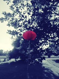 Close-up of red poppy flower against trees