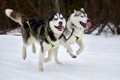 Running husky dog on sled dog racing. winter dog sport sled team competition. husky dogs in harness 