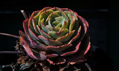 Close-up of succulent plant